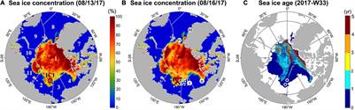 Impact of Sea Ice Melting on Summer Air-Sea CO2 Exchange in the East Siberian Sea